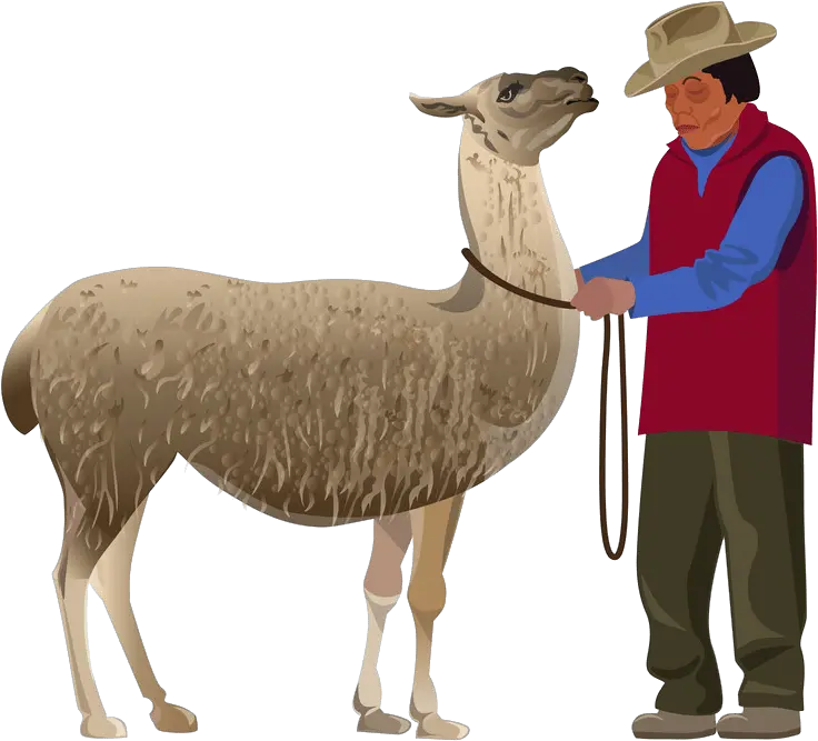 Llama Clipart Peruvian Farmer Illustration Png Llama Transparent