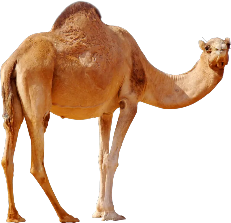 Png Background Camel Png Camel Transparent