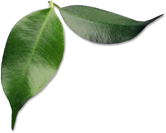 Download Small Avocado Leaves Avocado Full Size Png Bay Laurel Avocado Transparent Background