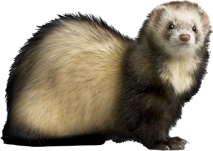 Hd Png Transparent Ferret Ferret Png Ferret Png