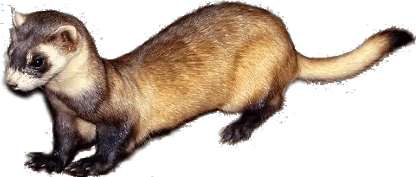 Download Hd Free Png Ferret Images Weasel Png Ferret Png