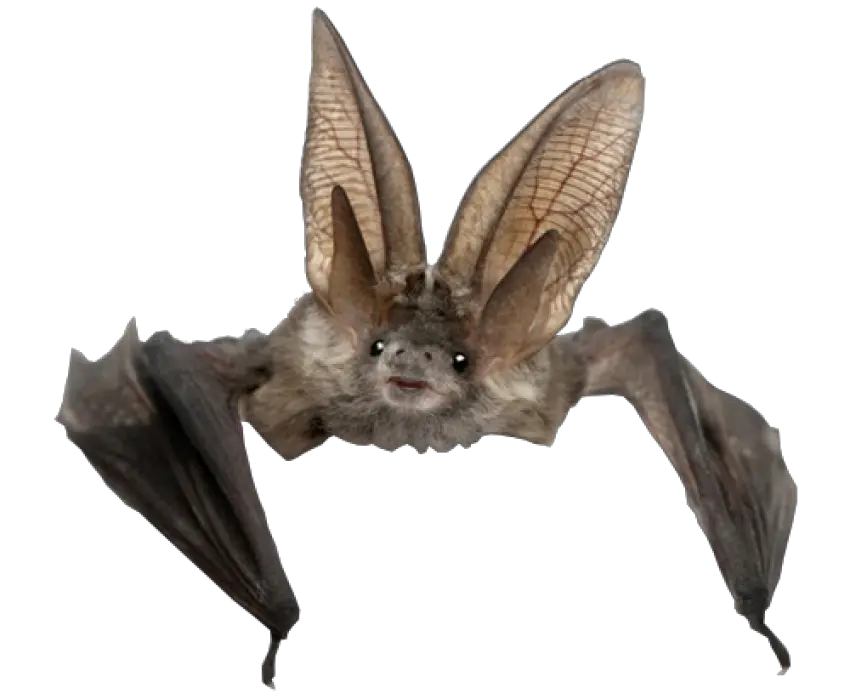Bat Png Bat Png Bats Png