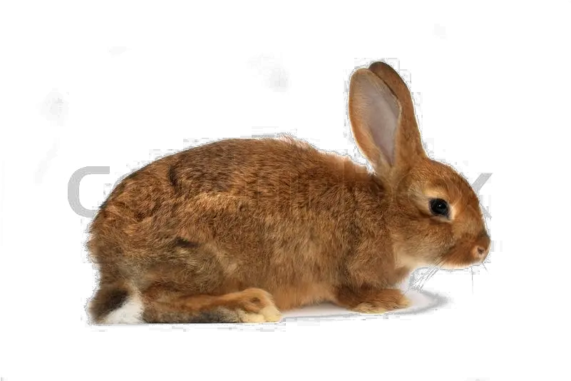 Brown Rabbit Png Download Image Rabbit With A White Background Rabbit Png