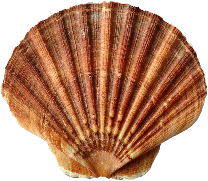 Shell Png 6 Image Clam Shell Shell Png
