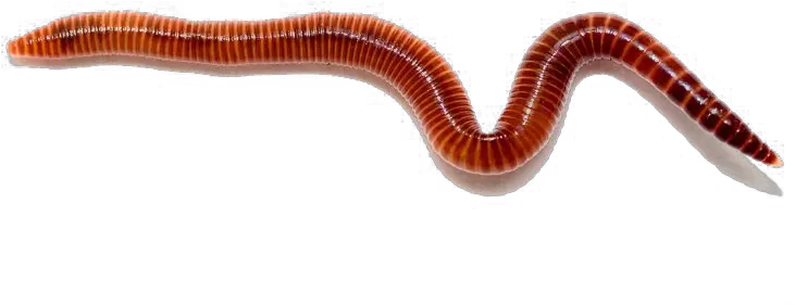 Worms Free Png Worm Png Worm Png