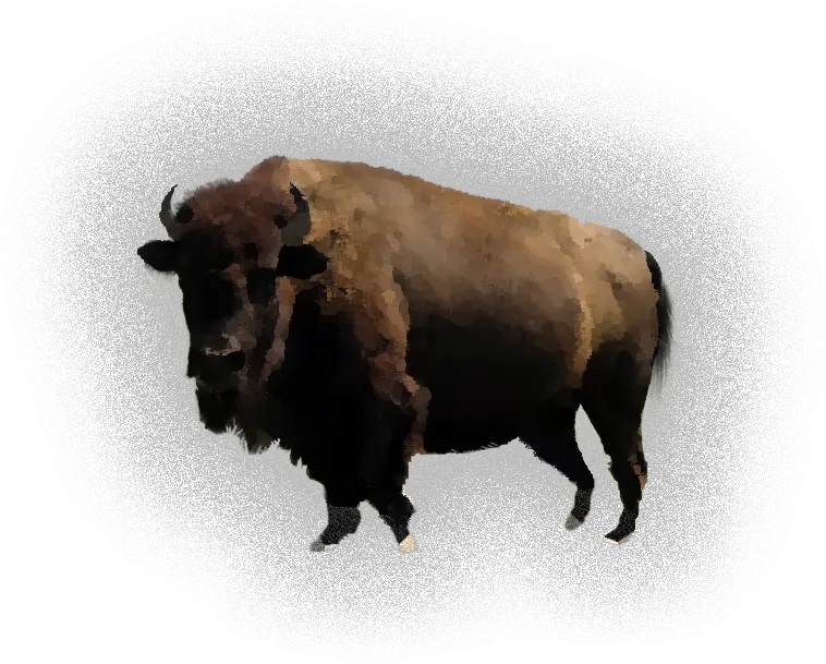 Real Bison Png Image Bison Pdf Bison Png