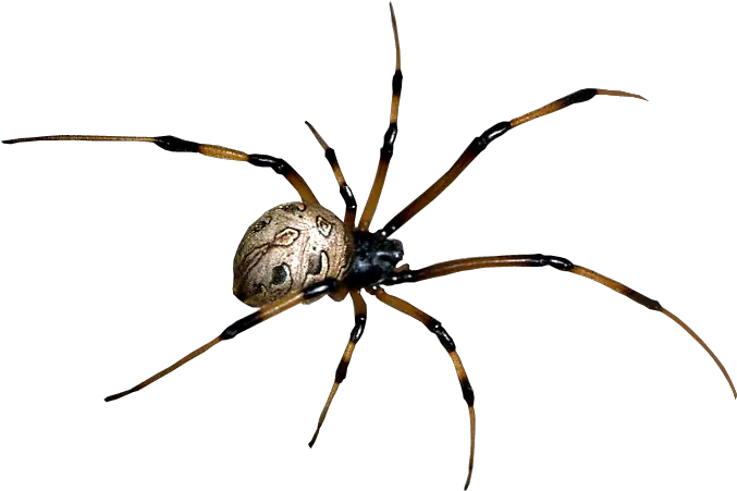 Free Spider Png Transparent Images Black House Spider Spider Clipart Png