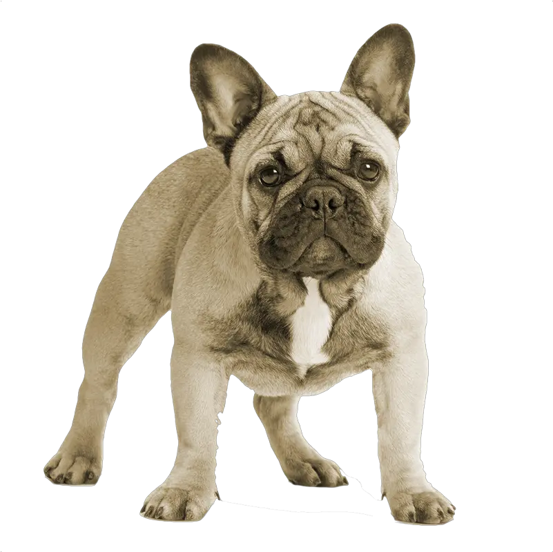 French Bulldog Png 6 Image French Bulldog Bulldog Transparent Background