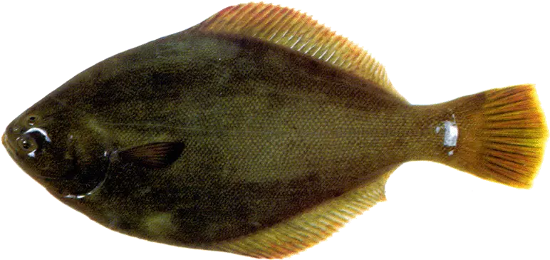 Yellowbelly Flounder Sole Png Flounder Png