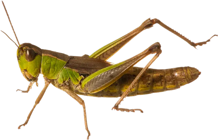 Download Free Png Grasshopper Grasshopper Png Grasshopper Png