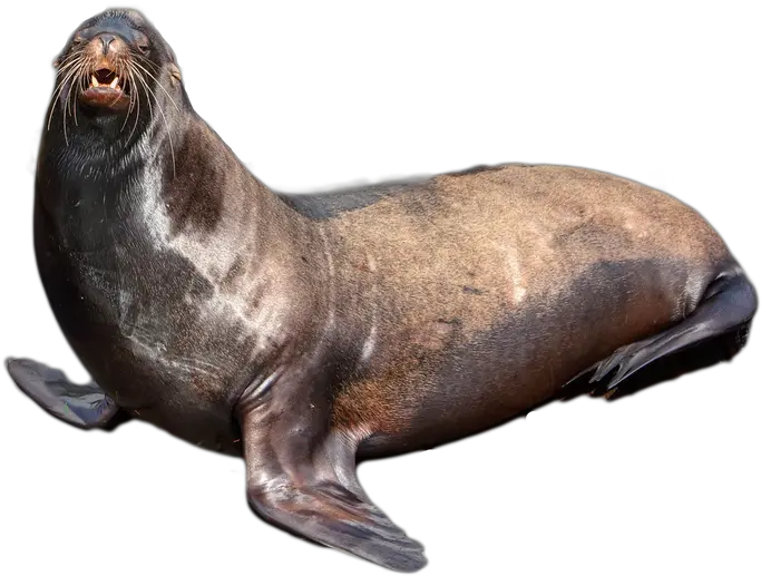 Seal Png 2 Image Seal Png Seal Png