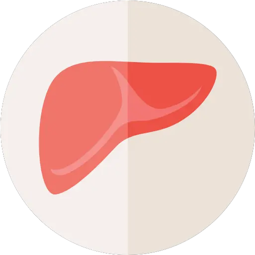 Medical Organ Anatomy Liver Liver Anatomy Transparent Background Png Liver Icon