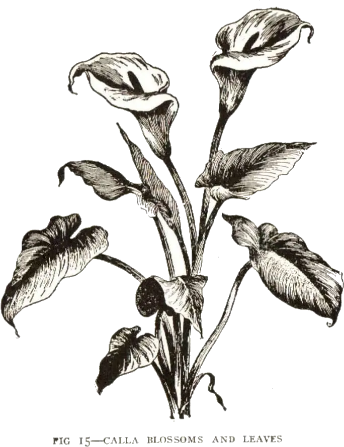 Download Calla Lily Clipart Vintage Drawn Calla Lily No Calla Lily Bush Drawing Png Lily Transparent Background