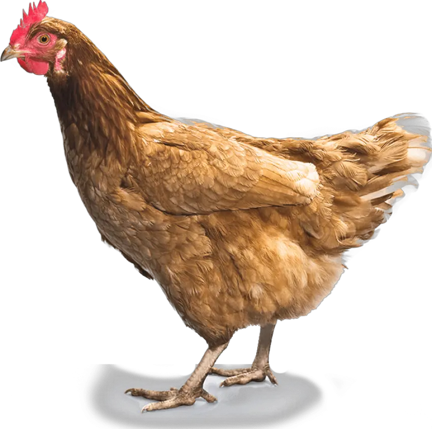 Download Chicken Png 7 Hq Image Chicken Png Chicken Png