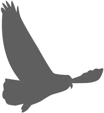 Owl Eagle Wing Silhouette Transparent Png U0026 Svg Vector Owl Transparent Silhouette Eagle Feather Png