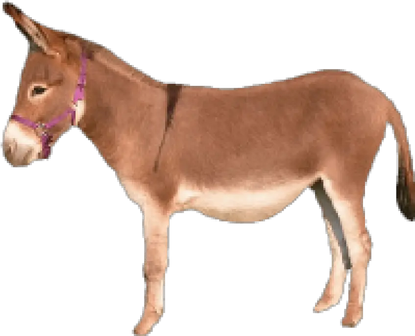 Free Png Donkey Images Transparent Brown Donkey Png Donkey Png