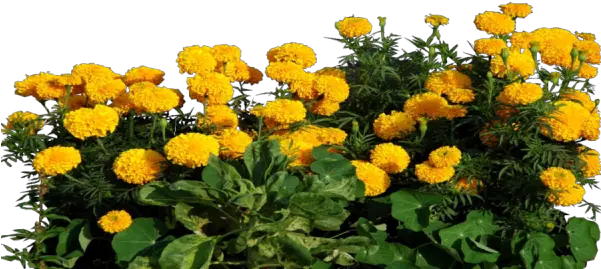 Marigold Clipart Transparent Marigold Flower Plant Png Marigold Png