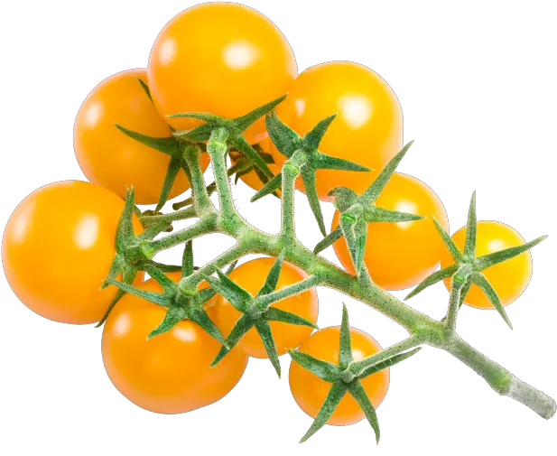 Download Yellow Cherry Tomatoes Clipping Path Full Size Png Tomatoes Png