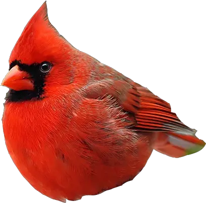 Real Angry Birds Realangrybirds Twitter Angry Bird Real Png Angry Bird Icon