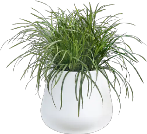 Pot Plant Png Sedges Potted Plant Png