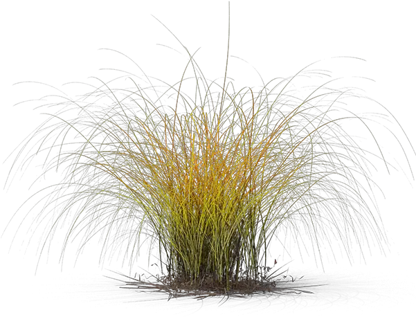 Fountain Grass Png Sedges Fountain Grass Png