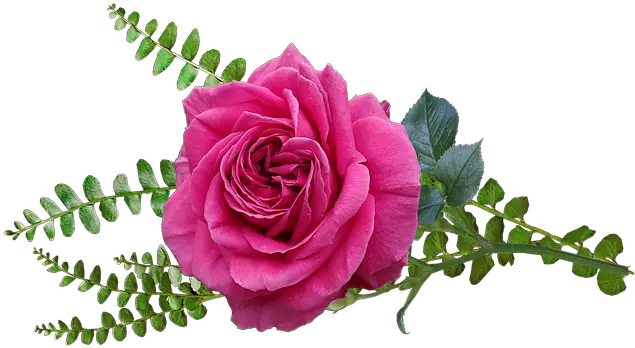 Flower Pink Rose Free Photo On Pixabay Rose Png Pink Rose Petals Png