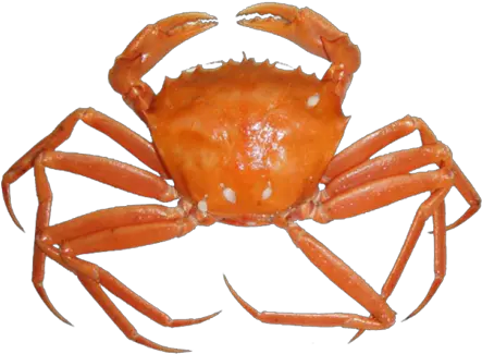 Crab Png Free Download Arts Sea Crab Transparent Crab Png