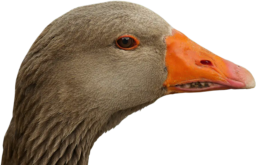 Goose Head Beak Bill Bird Goose Head Png Goose Transparent
