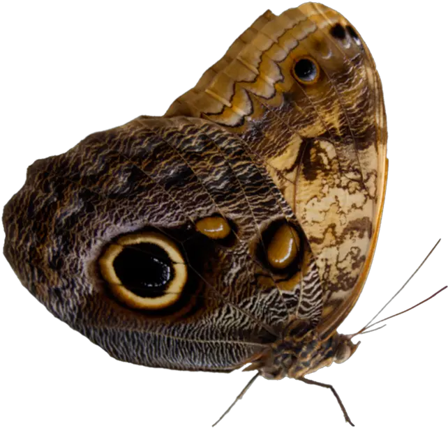 Moth Png 4 Image Moth Moth Png