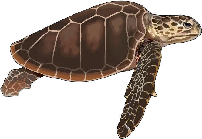 Archivotortuga Bobapng Canariwiki Tortuga Transparent Boba Png