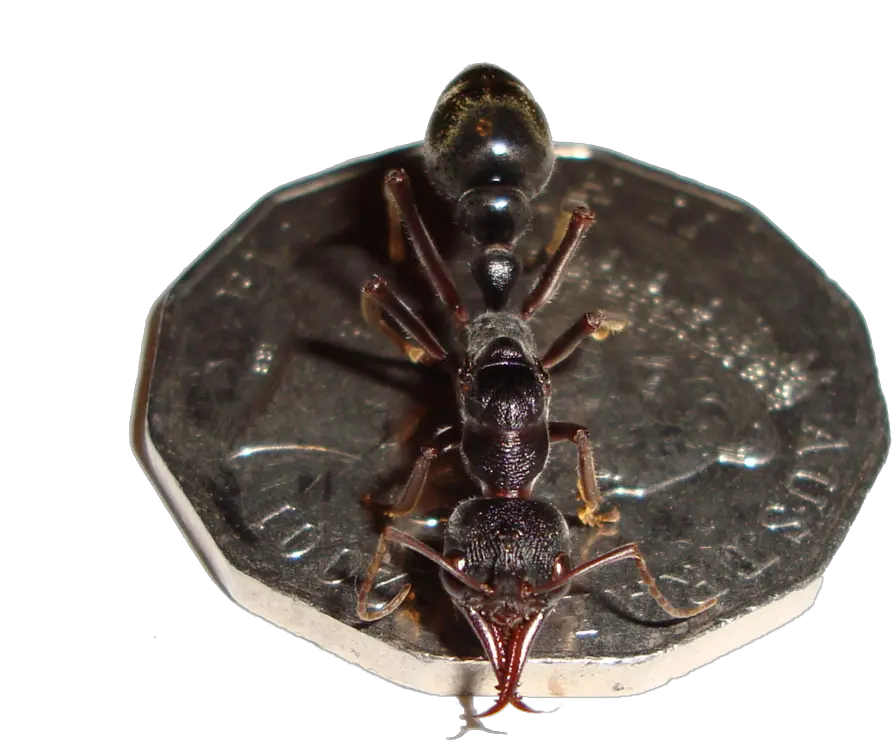 Vanguard Pest Solutions Png Ant