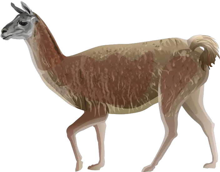 Llama Clipart Illustration Png Llama Transparent