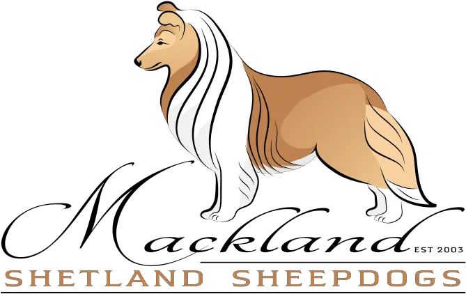 Mackland Shetland Sheepdogs In South Africa Scotch Collie Png Border Collie Png