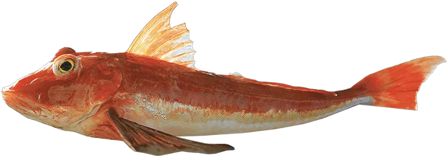 Red Gurnard Red Gurnard Png Fish Png Transparent