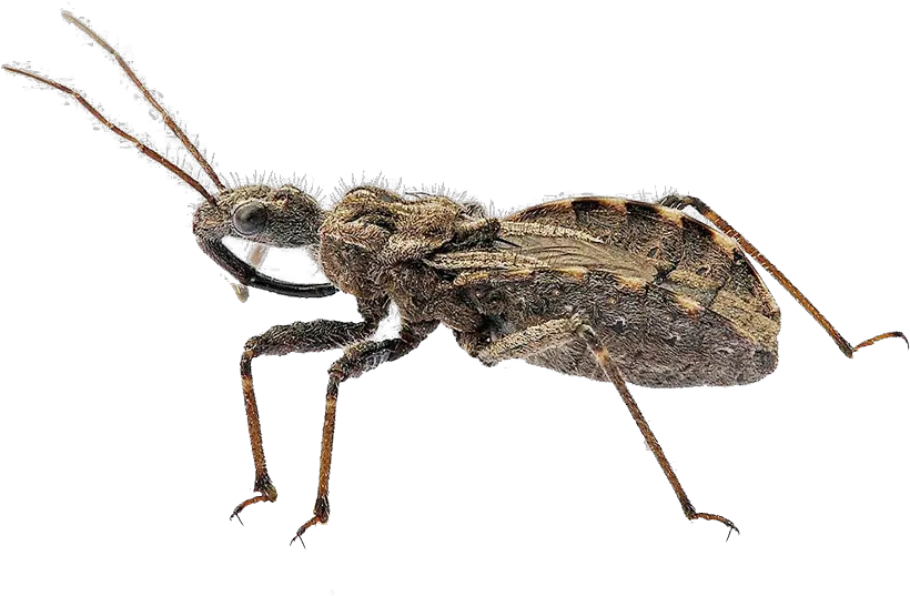 Bugs Png Transparent Image