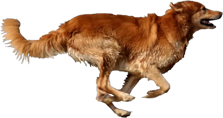 Dog Running Png Dog Running Transparent Background Pet Png