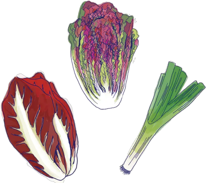 Food Media Lab Radicchio Png Veggies Png