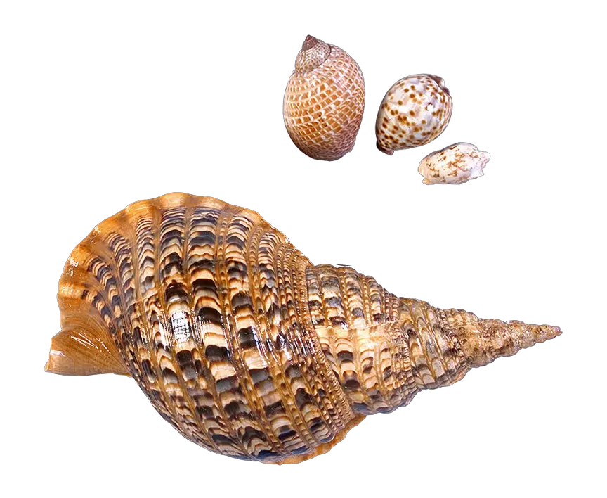 Seashell Png Images Free Download Sea Snail Png Shell Png