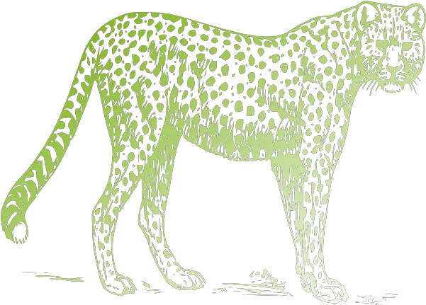 Leopard Png Clip Arts For Web Clip Arts Free Png Backgrounds Cheetah Drawing Png Leopard Png