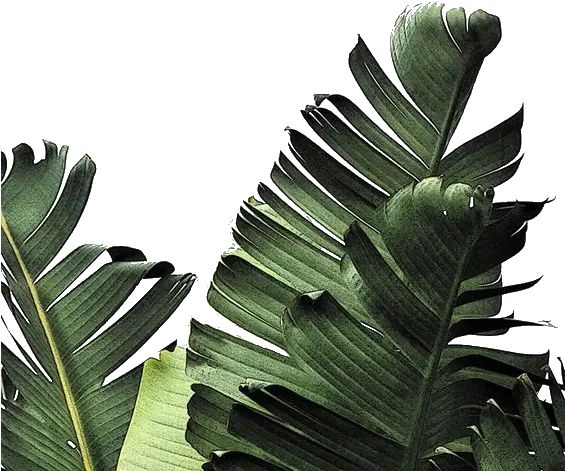 Palm Fronds Tropical Leaves Wallpaper Iphone Hd Png Real Tropical Leaves Png Palm Fronds Png