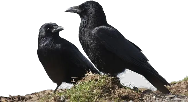 Crow Png Transparent Image Crows Together Crow Transparent