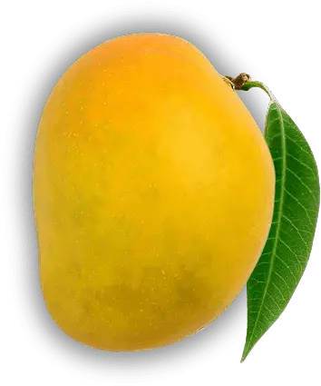 100 Authentic Devgad Alphonso Mangoes Devgad Mango Mango Png Mango Png