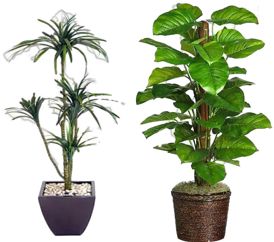 How To Decorate Your Home With Plants Ideas For Home Decor Living Room Plants Png House Plant Png