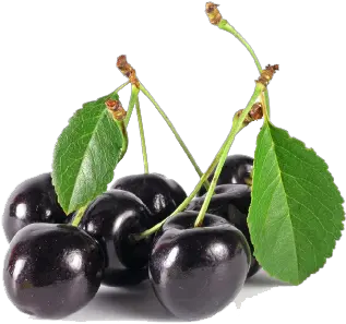 Download Free Png Black Cherry Image Dlpngcom Black Cherry Png Cherry Png