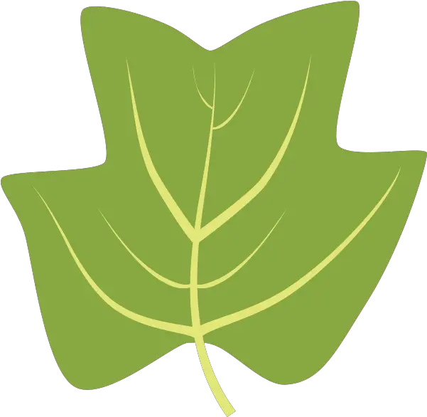 Tulip Tree Png Tuliptree Maple Leaf 1949436 Vippng Tulip Tree Leaf Clipart Maple Leaf Png