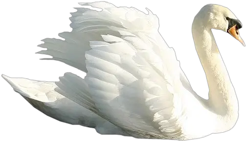 Download Swan Png Image With No Transparent Background Swan Png Swan Png