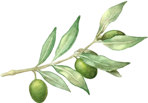 Watercolor Olive Branch Png Picture 468744 Olive Branches Png Watercolor Olive Png