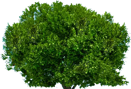 Tree Png Image Free Download Picture Portable Network Graphics Tree From Above Png