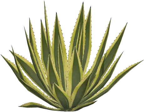 Agave Png Transparent Agavepng Images Pluspng Agave Plant Png Plant Png
