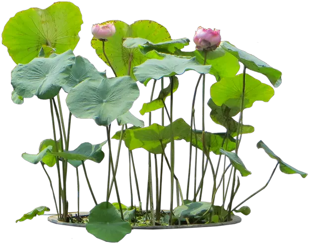 Flower Plants Png Transparent Free For Aquatic Plants Transparent Background Hanging Plants Png